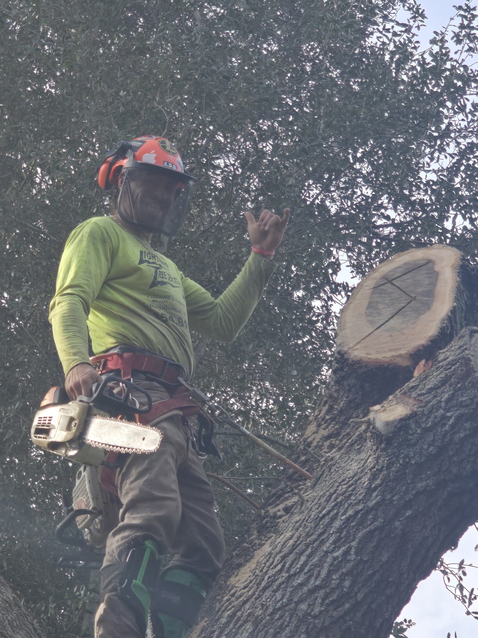 Lightning Tree Service — arborist at work