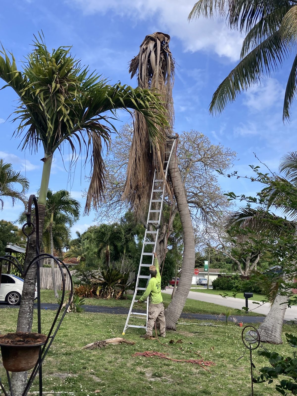 Climber working a tall palm from the ladder