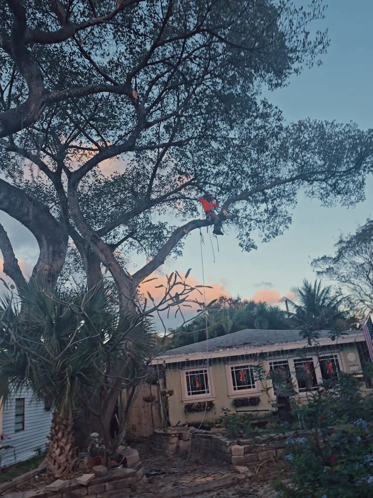 Climber rigging a large limb at dusk