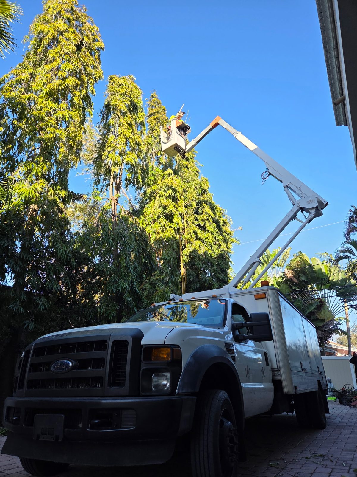 Bucket truck reaching into the canopy