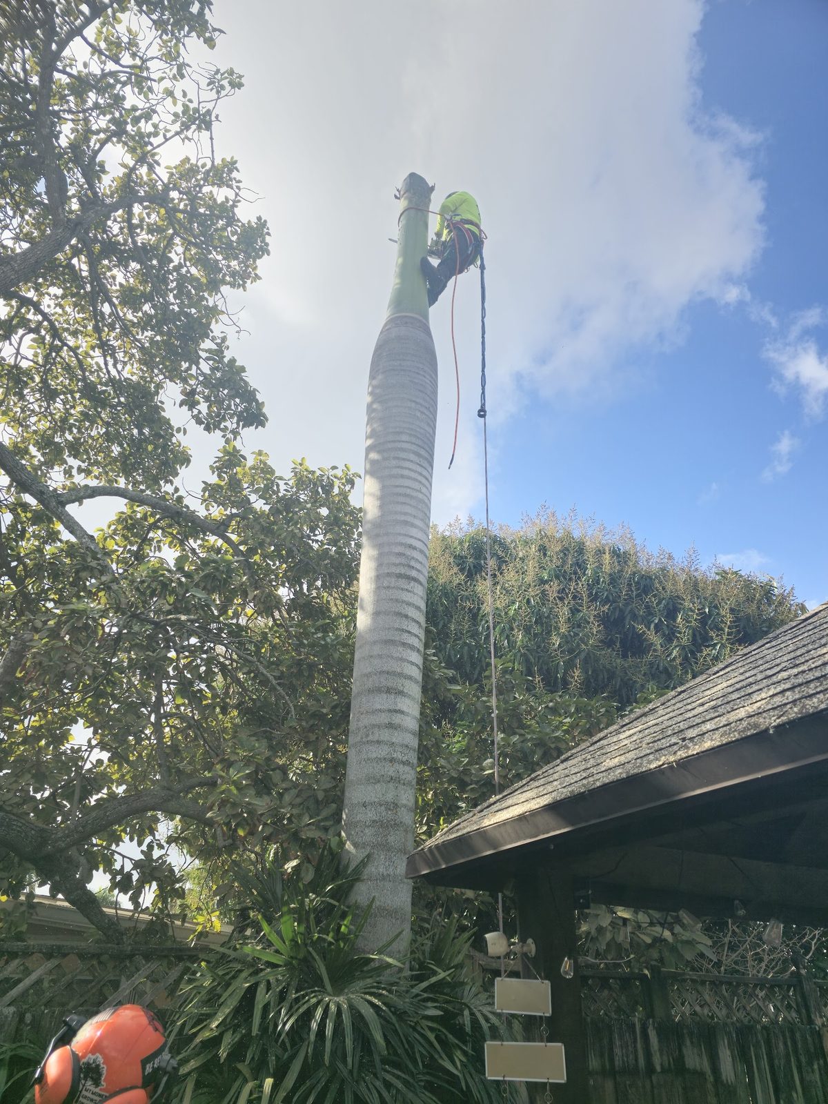 Working the top of a mature palm