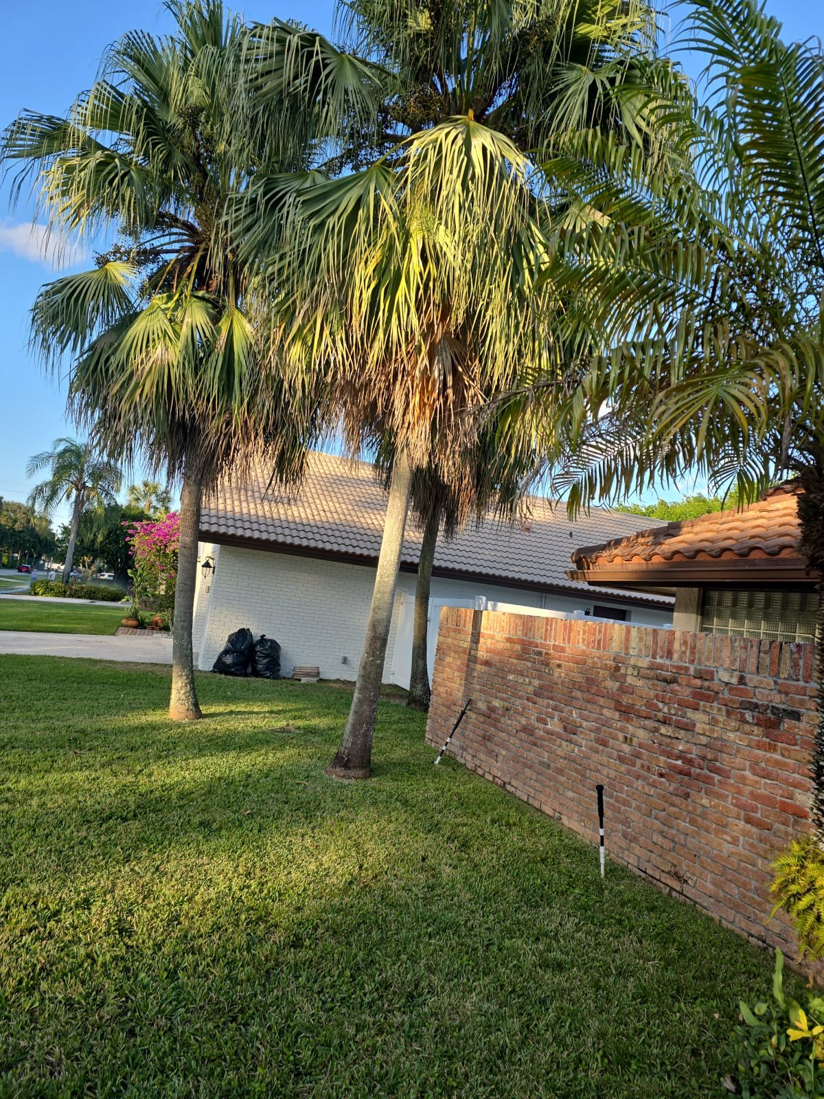 Freshly trimmed palms over a tile roof