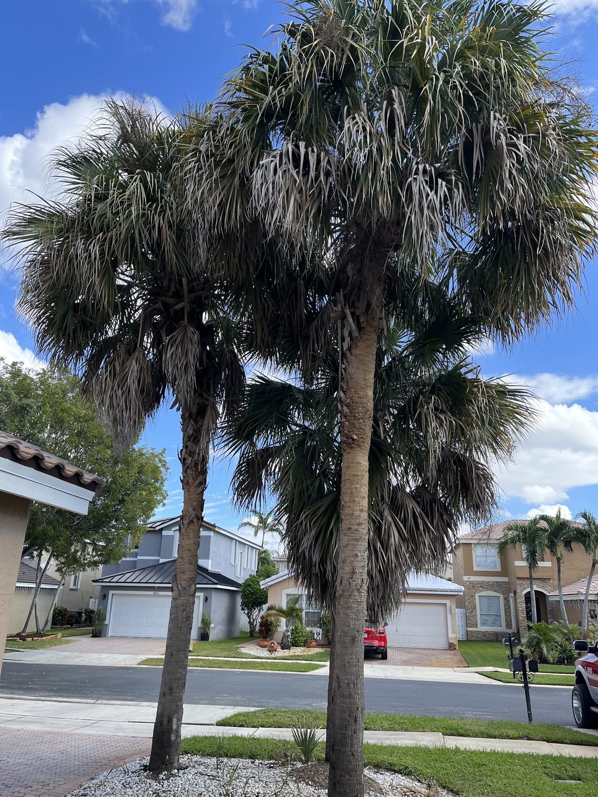 Palms prepped ahead of hurricane season