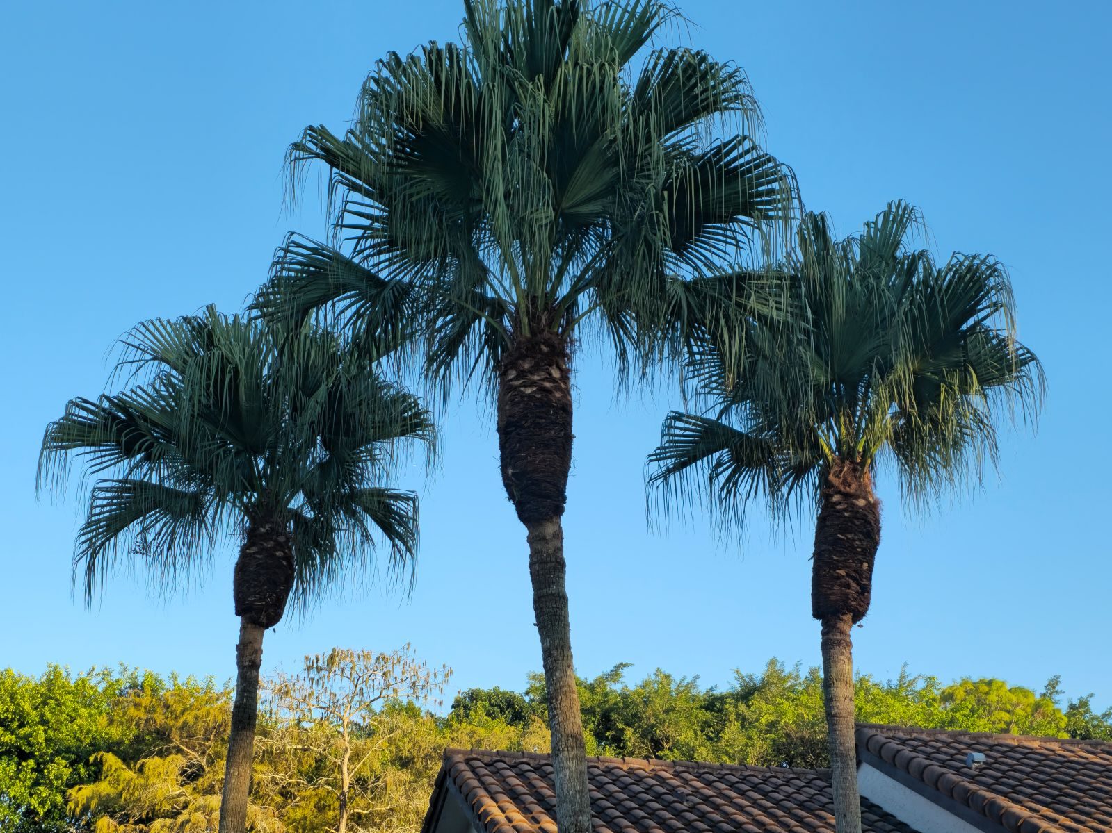 Palm Trimming