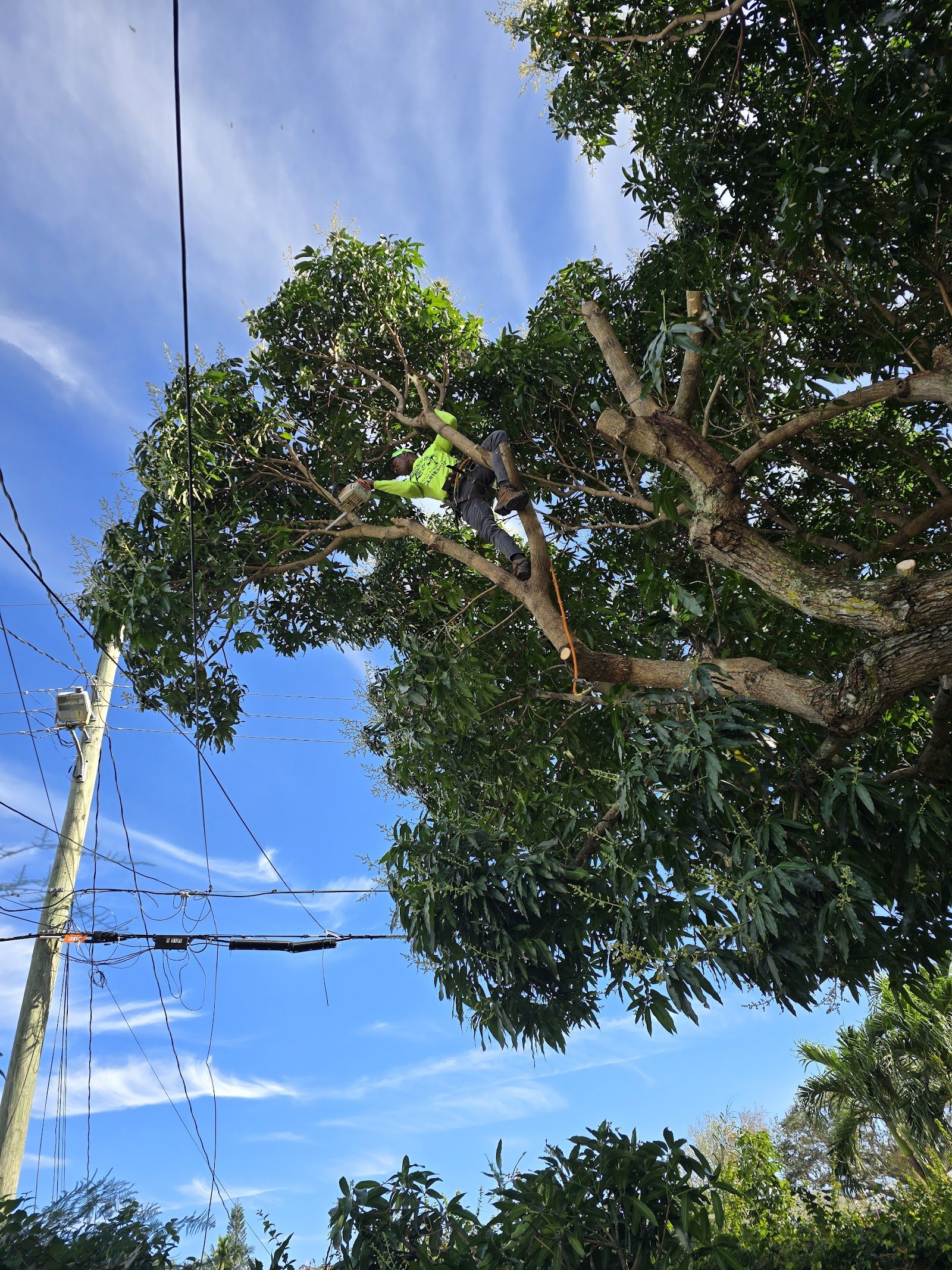 Tree Trimming & Pruning